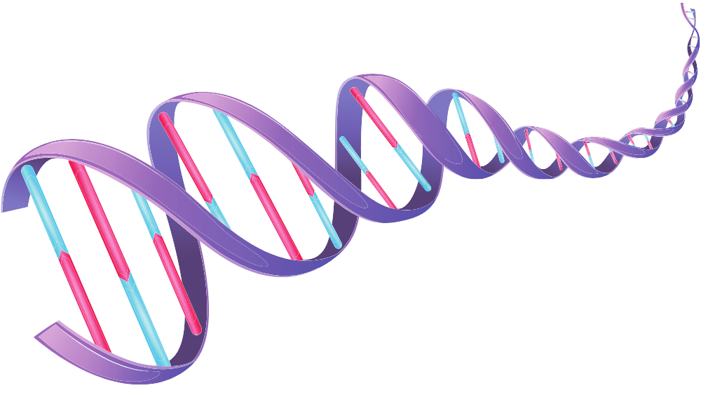 dna rna
